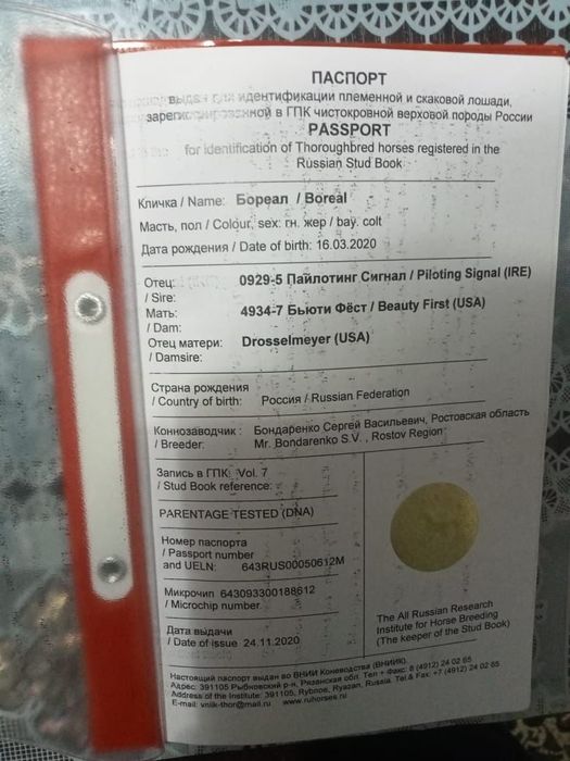 продам чтсто кровного аигыра ,