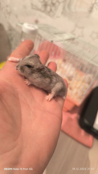 Продам клетку для хомяков