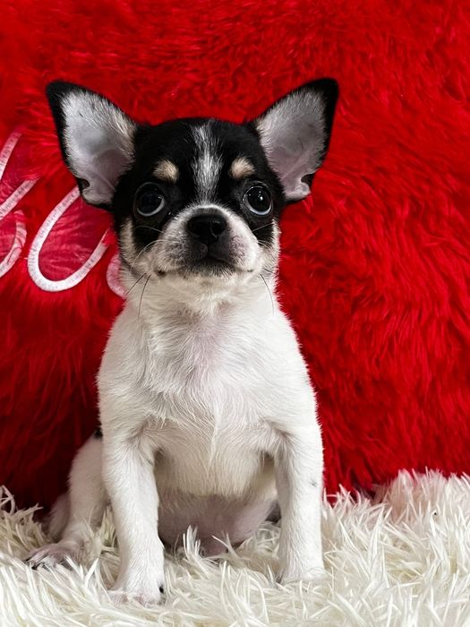 Чихуахуа кукольный мальчик