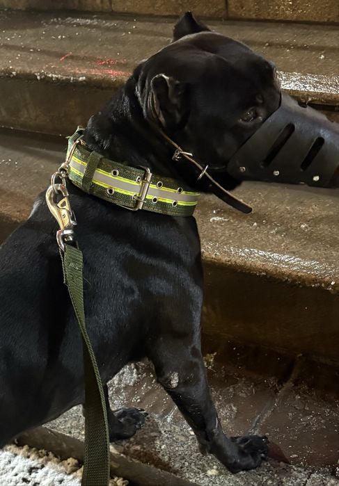 Продам питбуля в добрые руки