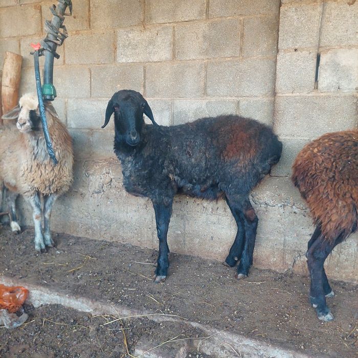 Қой,  тоқты  Самал-2