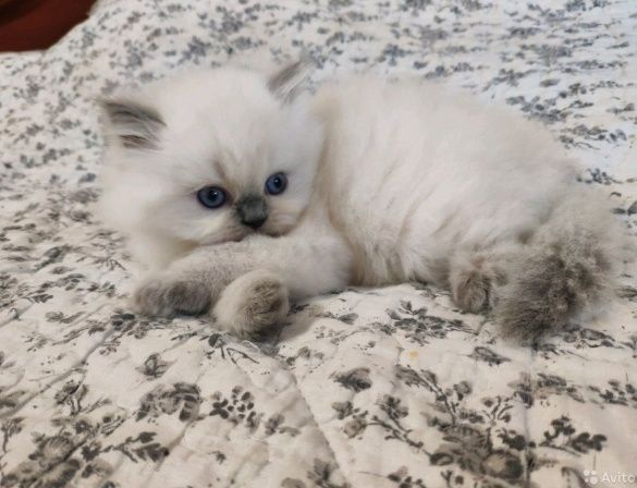 Нежный очень красивый мальчик Блю Поинт колор