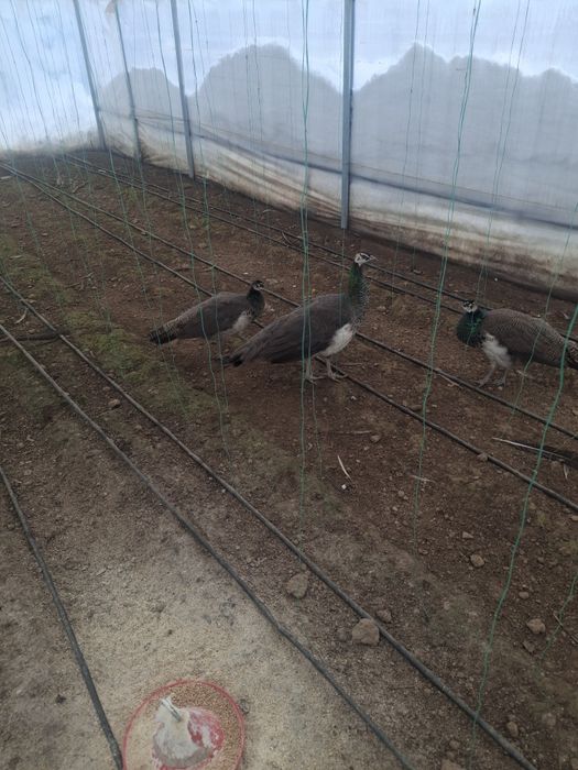 Pereche de pui de păun disponibili.ii pot da si la schimb