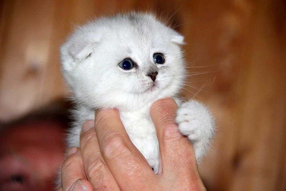 Продам вислоухих Шиншилл