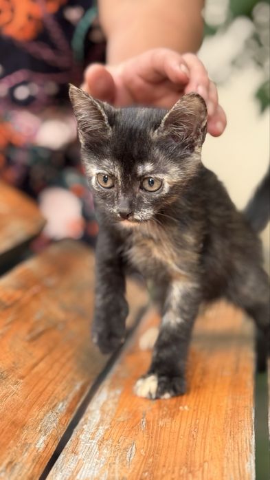 Котенок девочка