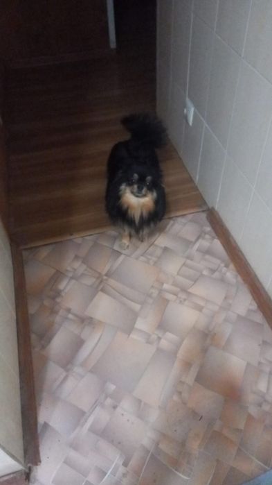 Продам щенков мини шпица