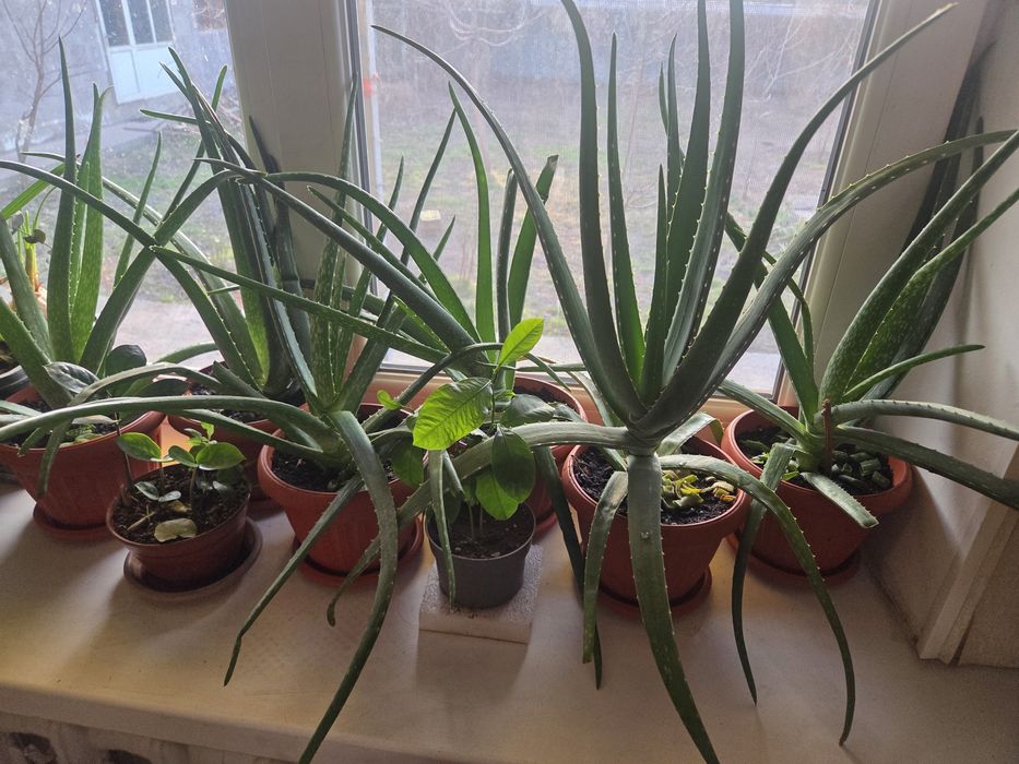 Алоэ вера (Aloe vera)