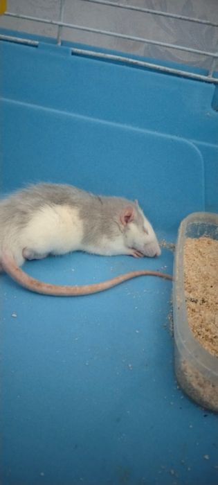 Продам 2 крыси очень красивые