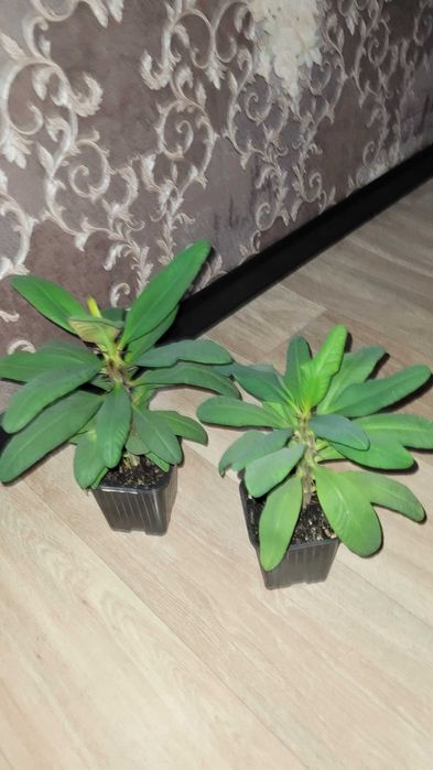 Молочай цветущий