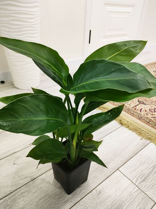 Цветы комнатные. доставка