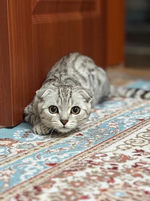 Продам кошку  весла уха! Срочно!