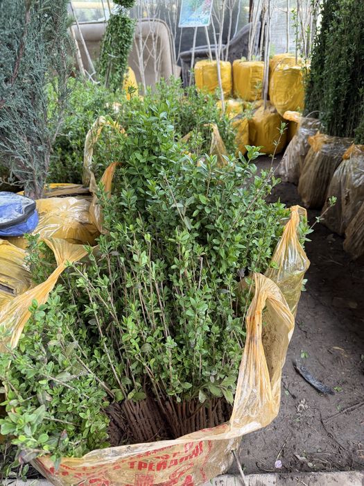 Живая изгородь. Бирючина Самшит