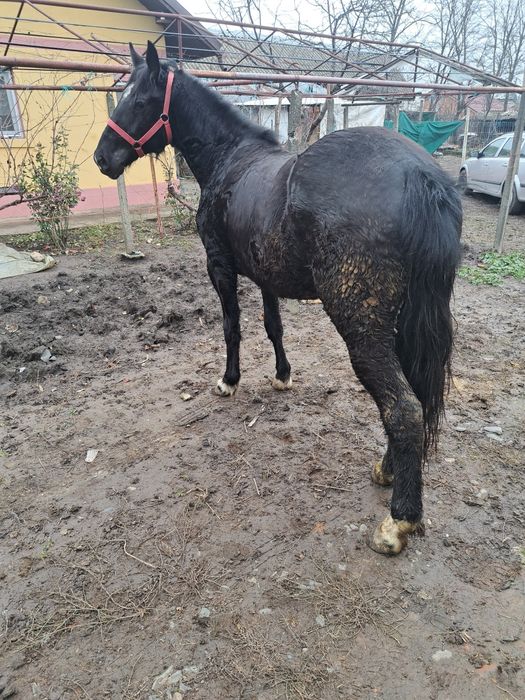 Vând o manza de 1 an jumate