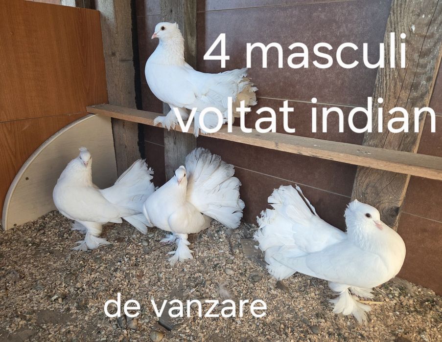 Masculi voltat indian
