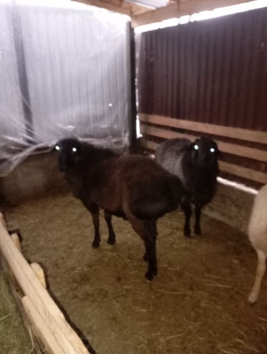 Қошқар 1 жасар.150мыңнан