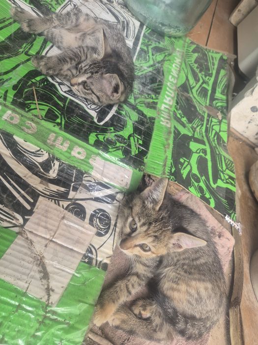 Котятам нужен дом
