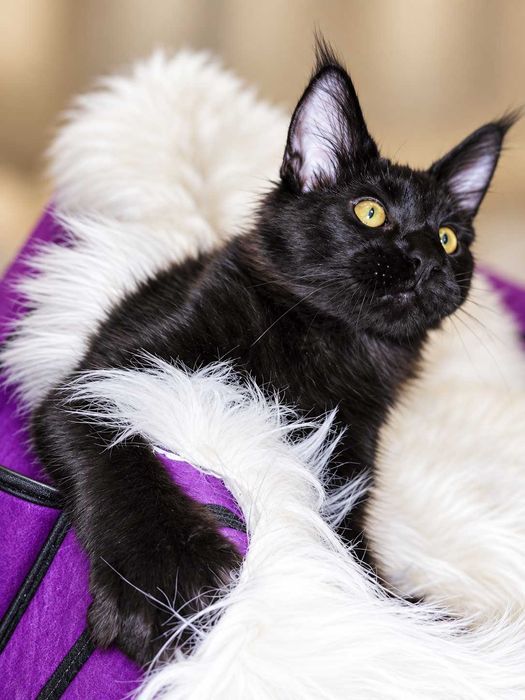 Maine Coon Solid Black – Sultan, micul rege cu pedigree  pedigree  www.lynxrunecode.com