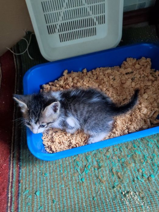 Котенок мальчик 2,5 месяца