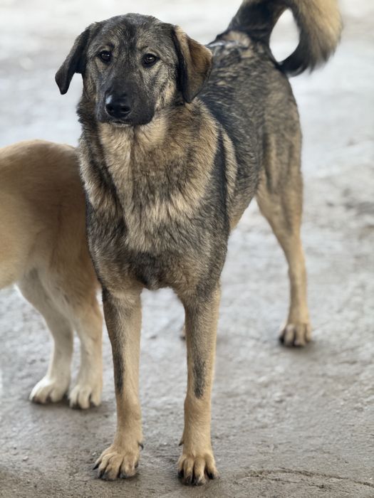 Собака Глафира ищет своего хозяина.