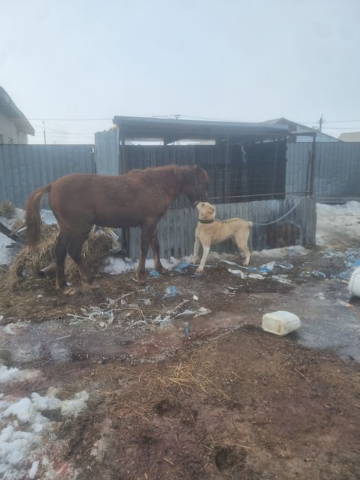 Тай сатылады. Откормда
