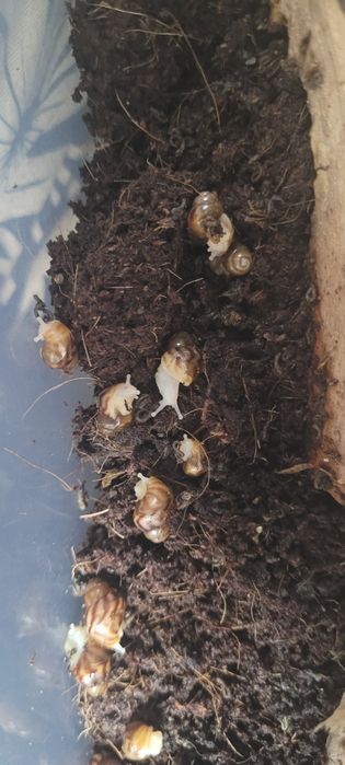 Улитки, улитята, Ахатины