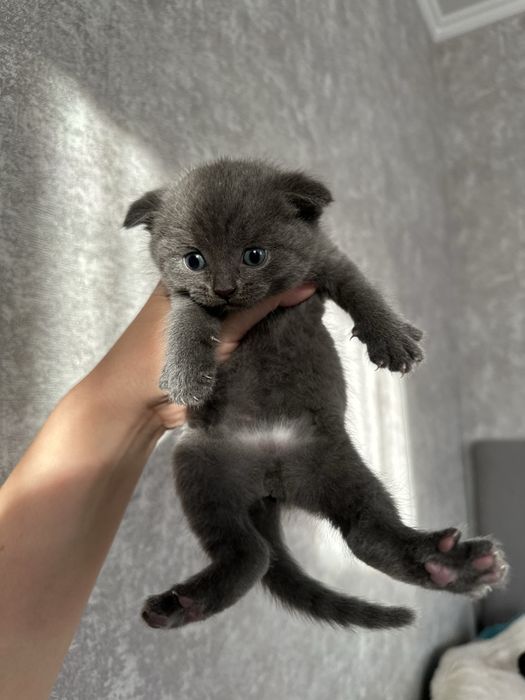 Милая вислоухая кошечка девочках