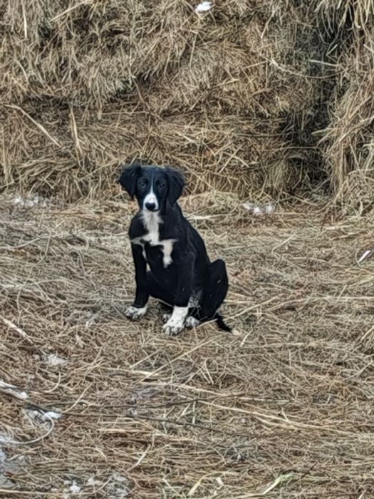 Продам щенка казахской тазы. (девочка)