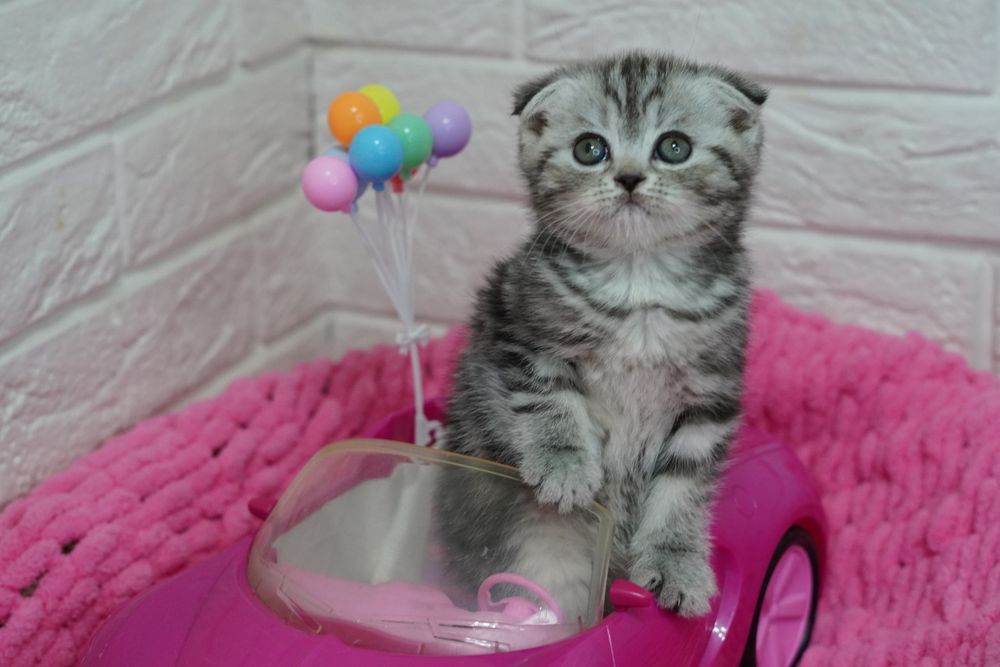 Вислоухие Котята