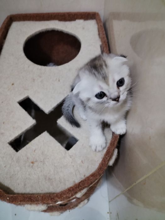 Котята фолд и страйт