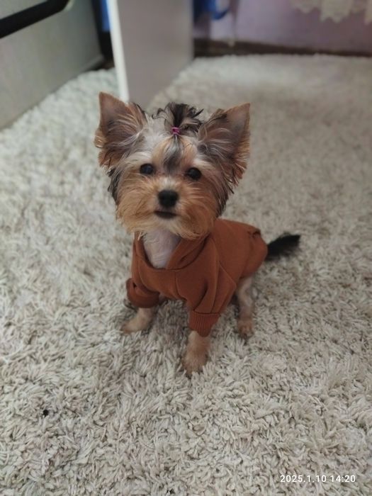 Продам терьер щенка йорки