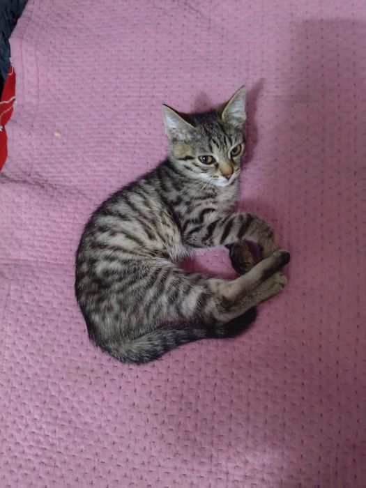 Отдам котенка 2 месяц