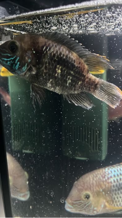 Продается  акара бирюзовая