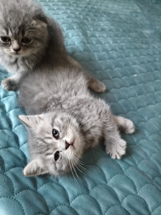 Британски котенца