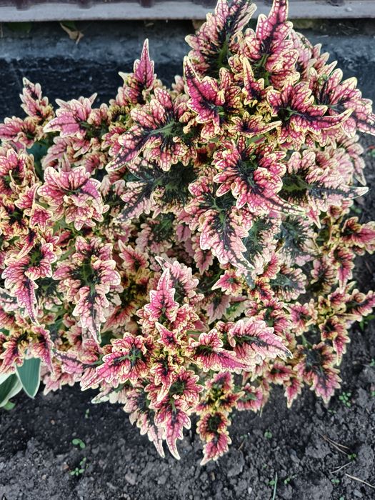 Рассада цветов герани колеусы