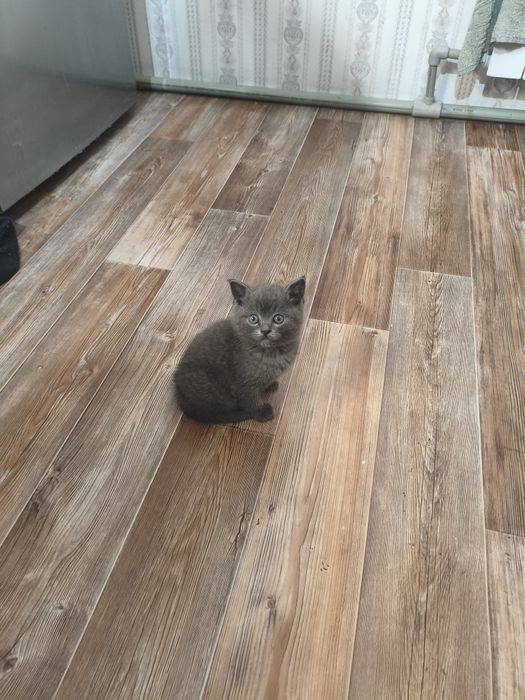 Котёнок возраст 40 дней