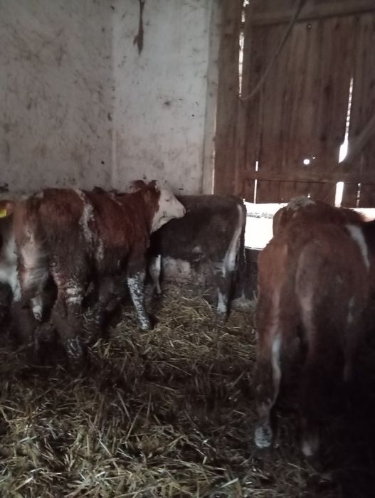 Vând 17 viței 9 femele și 8 masculi