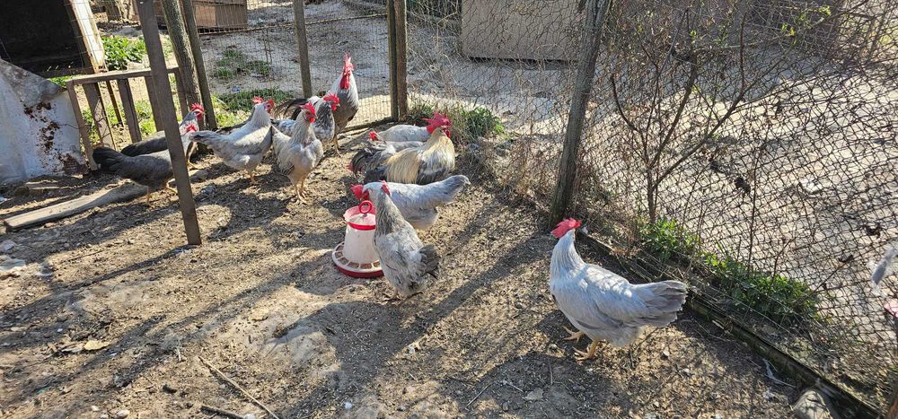 Oua Italiene Perlate Rasa Pura