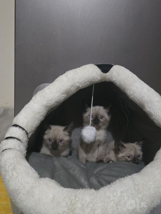 Продаются котята сиамские