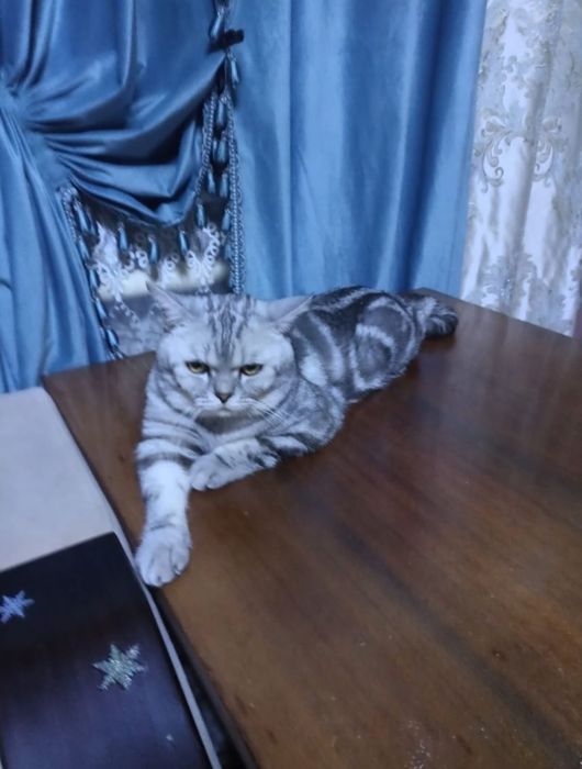 Вислоухие котята
