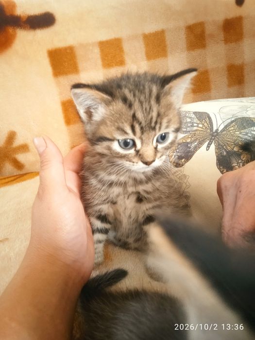 Отдам котят в добрые руки