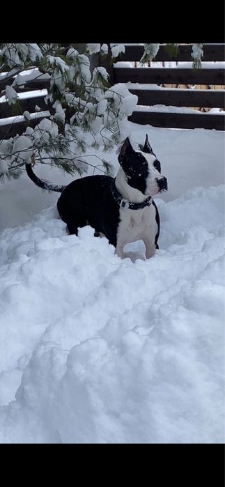 Питбуль, девочка