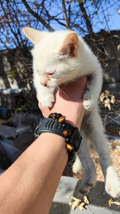 Котята мышеловы, милые пушистики