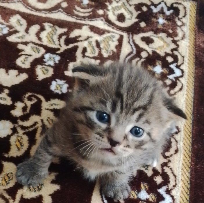 Elita Scottish Fold 1 oylik mushukchalar
