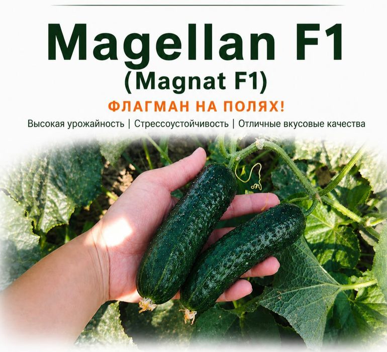 Огурец Магеллан Қияр Бәдірен