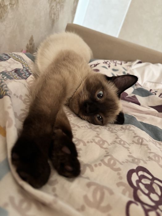 отдам кота в добрые руки