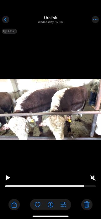 Продам бычков. Откорм.  10 голов