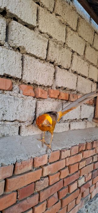 Fazan auriu pe rosu si galben