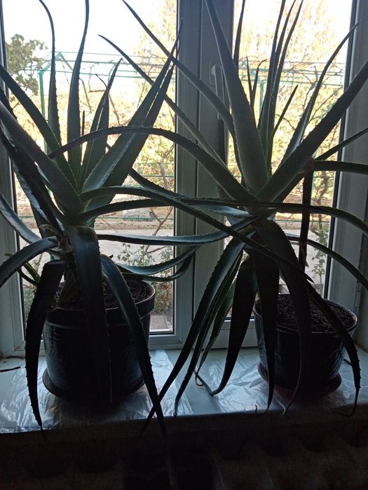 Продаётся алое вера