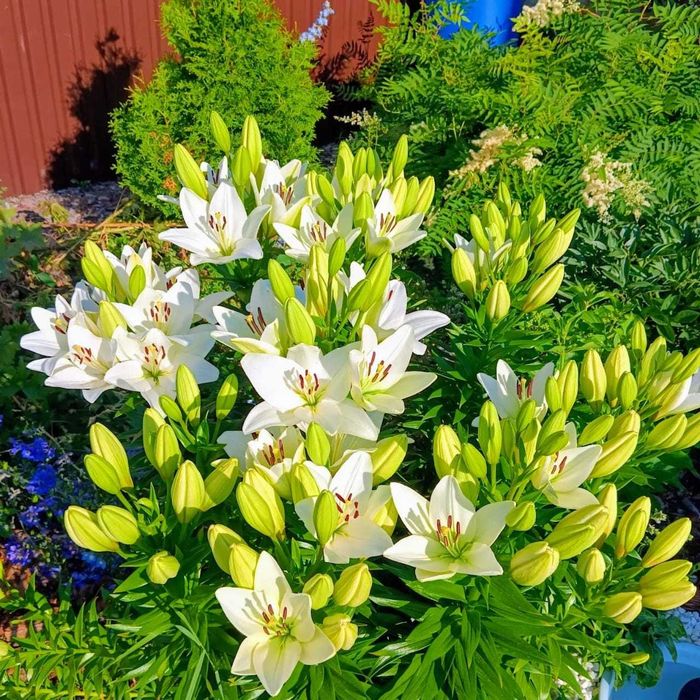 Цветы многолетние