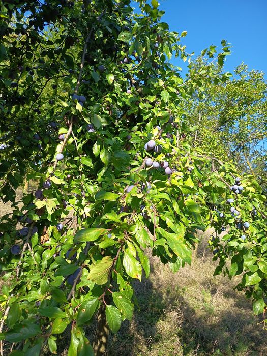 Vand Prune grase